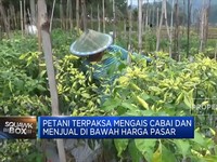 Harga Sedang Tinggi, Petani Cabai Malah Gagal Panen & Merugi