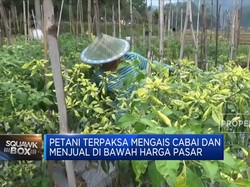Harga Sedang Tinggi, Petani Cabai Malah Gagal Panen & Merugi