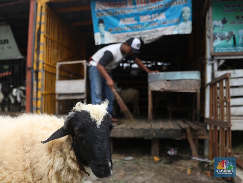 Pedagang memberi makan ke hewan ternak kambing di Kios Hewan Kawasan Buaran, Jakarta, Kamis, 9 Juni 2022. Mewabahnya Penyakit Mulut dan Kuku (PMK) hewan berdampak pada pedagang kambing. (CNBC Indonesia/Muhammad Sabki)