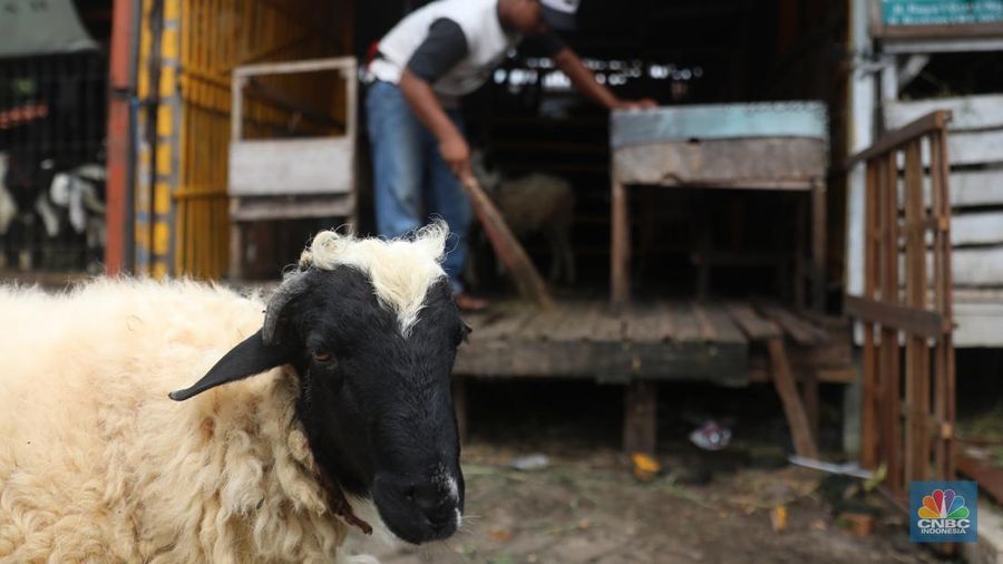Pedagang memberi makan ke hewan ternak kambing di Kios Hewan Kawasan Buaran, Jakarta, Kamis, 9 Juni 2022. Mewabahnya Penyakit Mulut dan Kuku (PMK) hewan berdampak pada pedagang kambing. (CNBC Indonesia/Muhammad Sabki)