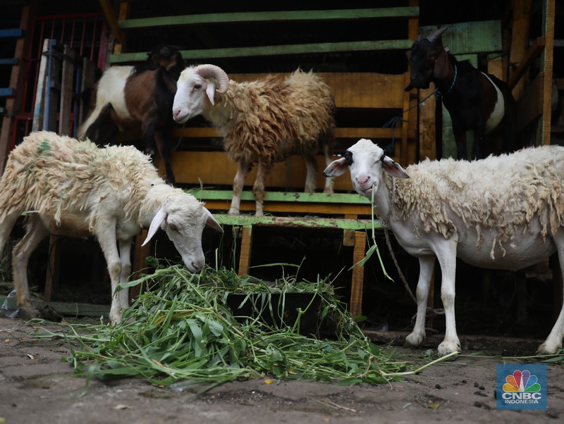 Pedagang memberi makan ke hewan ternak kambing di Kios Hewan Kawasan Buaran, Jakarta, Kamis, 9 Juni 2022. Mewabahnya Penyakit Mulut dan Kuku (PMK) hewan berdampak pada pedagang kambing. (CNBC Indonesia/Muhammad Sabki)