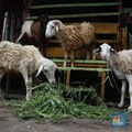 Daftar Harga Hewan Kurban Kambing 2024