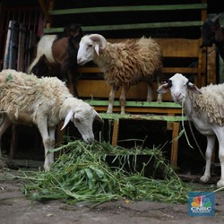 Daftar Makanan Bikin Kolesterol Naik, Masih Berani Santap?