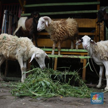 Ada Wabah, Harga Kambing Kurban Melonjak Sampai Rp 7 Juta