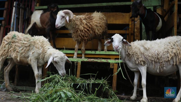 Pedagang memberi makan ke hewan ternak kambing di Kios Hewan Kawasan Buaran, Jakarta, Kamis, 9 Juni 2022. Mewabahnya Penyakit Mulut dan Kuku (PMK) hewan berdampak pada pedagang kambing. (CNBC Indonesia/Muhammad Sabki)