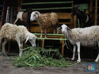 Alasan Logis Kenapa Kambing Menggantikan Ismail Sebagai Hewan Kurban