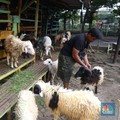 Pedagang memberi makan ke hewan ternak kambing di Kios Hewan Kawasan Buaran, Jakarta, Kamis, 9 Juni 2022. Mewabahnya Penyakit Mulut dan Kuku (PMK) hewan berdampak pada pedagang kambing. (CNBC Indonesia/Muhammad Sabki)