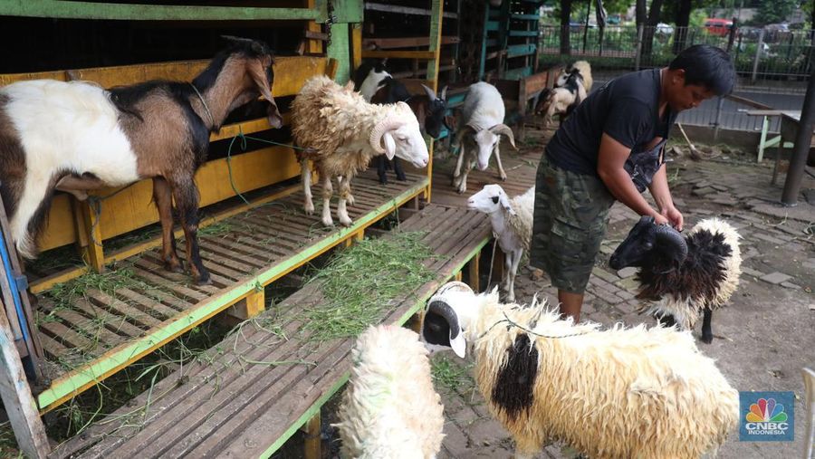 Pedagang memberi makan ke hewan ternak kambing di Kios Hewan Kawasan Buaran, Jakarta, Kamis, 9 Juni 2022. Mewabahnya Penyakit Mulut dan Kuku (PMK) hewan berdampak pada pedagang kambing. (CNBC Indonesia/Muhammad Sabki)