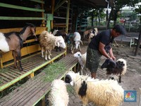 Pedagang memberi makan ke hewan ternak kambing di Kios Hewan Kawasan Buaran, Jakarta, Kamis, 9 Juni 2022. Mewabahnya Penyakit Mulut dan Kuku (PMK) hewan berdampak pada pedagang kambing. (CNBC Indonesia/Muhammad Sabki)