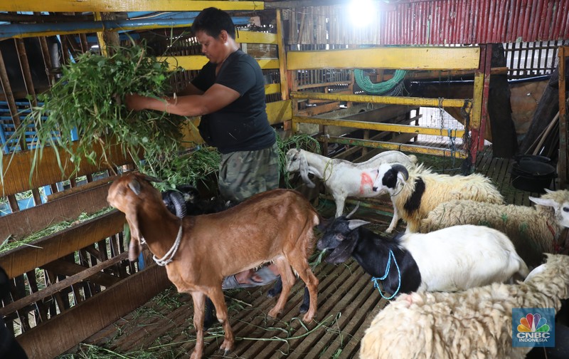 Pedagang memberi makan ke hewan ternak kambing di Kios Hewan Kawasan Buaran, Jakarta, Kamis, 9 Juni 2022. Mewabahnya Penyakit Mulut dan Kuku (PMK) hewan berdampak pada pedagang kambing. (CNBC Indonesia/Muhammad Sabki)