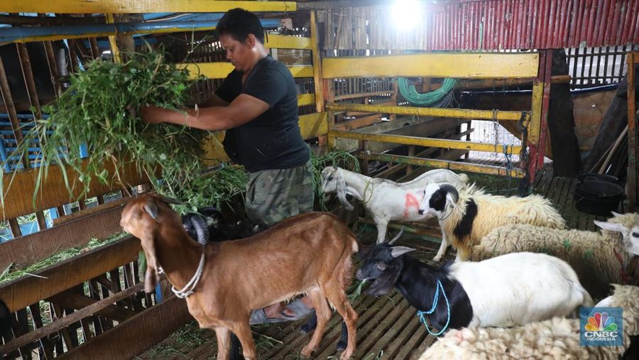 Pedagang memberi makan ke hewan ternak kambing di Kios Hewan Kawasan Buaran, Jakarta, Kamis, 9 Juni 2022. Mewabahnya Penyakit Mulut dan Kuku (PMK) hewan berdampak pada pedagang kambing. (CNBC Indonesia/Muhammad Sabki)