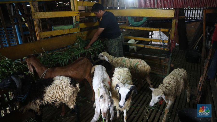 Pedagang memberi makan ke hewan ternak kambing di Kios Hewan Kawasan Buaran, Jakarta, Kamis, 9 Juni 2022. Mewabahnya Penyakit Mulut dan Kuku (PMK) hewan berdampak pada pedagang kambing. (CNBC Indonesia/Muhammad Sabki)