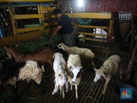 Heboh War 'Torpedo' Kambing Pasca Kurban, Ahli Ingatkan Ini