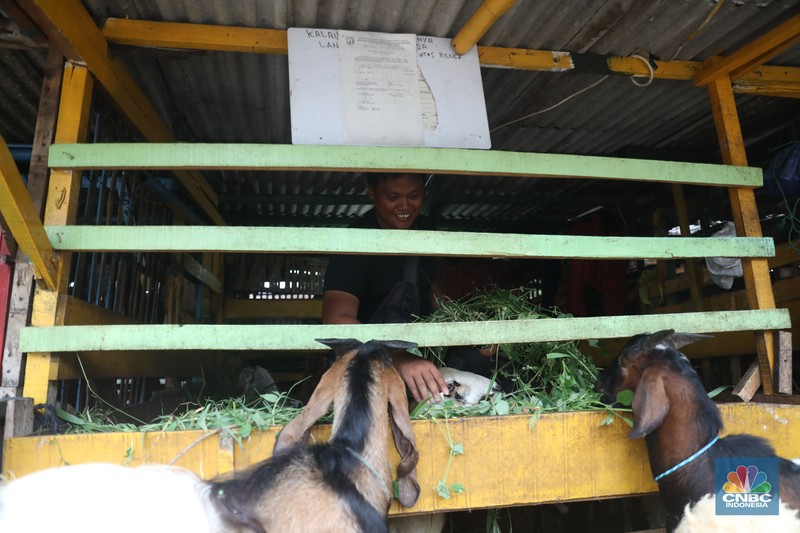 Pedagang memberi makan ke hewan ternak kambing di Kios Hewan Kawasan Buaran, Jakarta, Kamis, 9 Juni 2022. Mewabahnya Penyakit Mulut dan Kuku (PMK) hewan berdampak pada pedagang kambing. (CNBC Indonesia/Muhammad Sabki)
