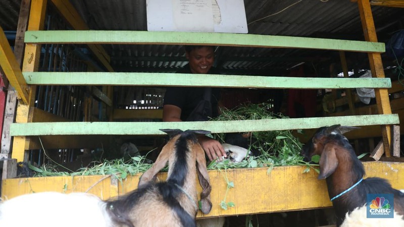 Pedagang memberi makan ke hewan ternak kambing di Kios Hewan Kawasan Buaran, Jakarta, Kamis, 9 Juni 2022. Mewabahnya Penyakit Mulut dan Kuku (PMK) hewan berdampak pada pedagang kambing. (CNBC Indonesia/Muhammad Sabki)