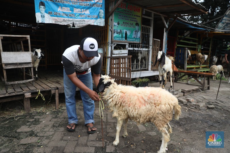 Pedagang memberi makan ke hewan ternak kambing di Kios Hewan Kawasan Buaran, Jakarta, Kamis, 9 Juni 2022. Mewabahnya Penyakit Mulut dan Kuku (PMK) hewan berdampak pada pedagang kambing. (CNBC Indonesia/Muhammad Sabki)