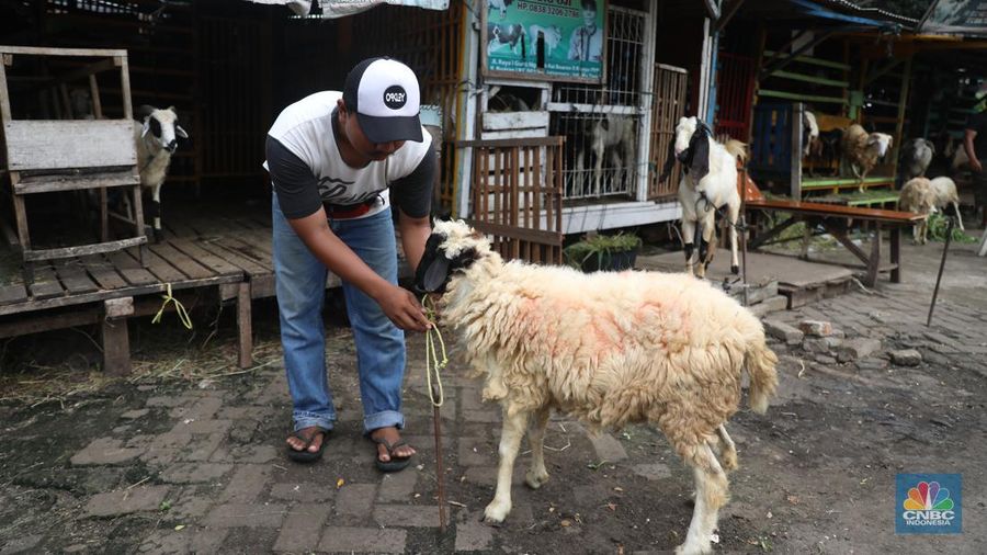 Pedagang memberi makan ke hewan ternak kambing di Kios Hewan Kawasan Buaran, Jakarta, Kamis, 9 Juni 2022. Mewabahnya Penyakit Mulut dan Kuku (PMK) hewan berdampak pada pedagang kambing. (CNBC Indonesia/Muhammad Sabki)