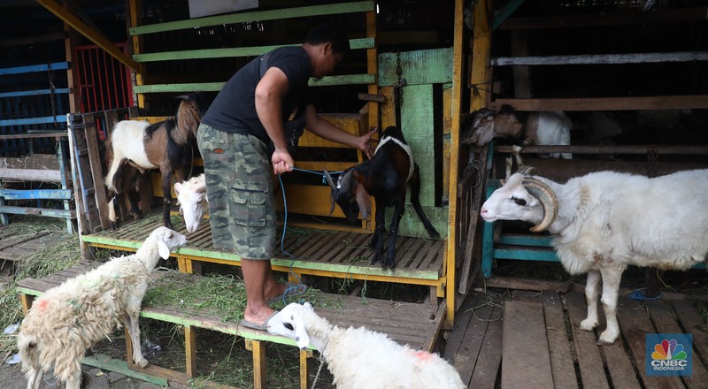 Pedagang memberi makan ke hewan ternak kambing di Kios Hewan Kawasan Buaran, Jakarta, Kamis, 9 Juni 2022. Mewabahnya Penyakit Mulut dan Kuku (PMK) hewan berdampak pada pedagang kambing. (CNBC Indonesia/Muhammad Sabki)