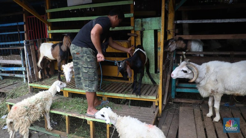Pedagang memberi makan ke hewan ternak kambing di Kios Hewan Kawasan Buaran, Jakarta, Kamis, 9 Juni 2022. Mewabahnya Penyakit Mulut dan Kuku (PMK) hewan berdampak pada pedagang kambing. (CNBC Indonesia/Muhammad Sabki)