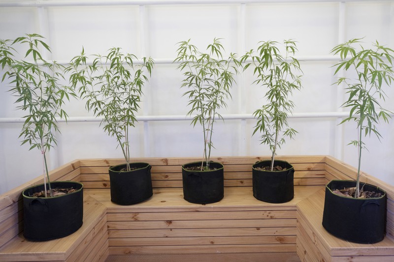 Thailand resmi menerapkan undang-undang yang melegalkan penggunaan ganja untuk keperluan medis dan kosmetik mulai hari ini, Kamis (9/6/2922). (Getty Images/Lauren DeCicca)