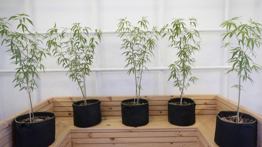 Tanaman ganja dipamerkan di klinik penuh waktu pertama yang meresepkan minyak ganja untuk perawatan medis di Kementerian Kesehatan Masyarakat di provinsi Nonthaburi, Thailand. (AP/Sakchai Lalit)