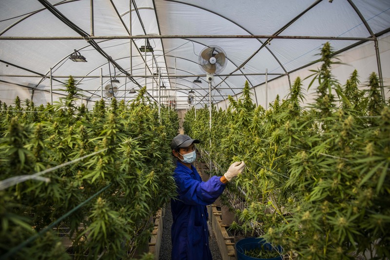 Thailand resmi menerapkan undang-undang yang melegalkan penggunaan ganja untuk keperluan medis dan kosmetik mulai hari ini, Kamis (9/6/2922). (Getty Images/Lauren DeCicca) Thailand resmi menerapkan undang-undang yang melegalkan penggunaan ganja untuk keperluan medis dan kosmetik mulai hari ini, Kamis (9/6/2922). (Getty Images/Lauren DeCicca)