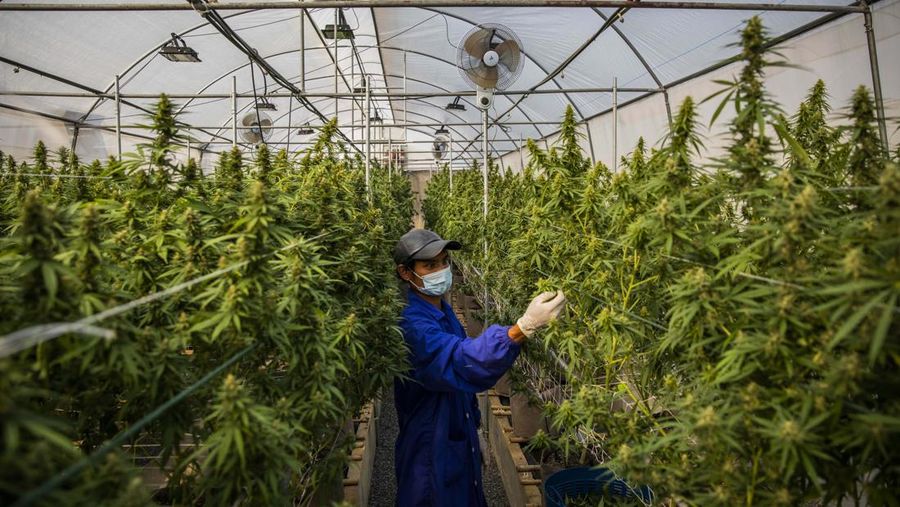 Thailand resmi menerapkan undang-undang yang melegalkan penggunaan ganja untuk keperluan medis dan kosmetik mulai hari ini, Kamis (9/6/2922). (Getty Images/Lauren DeCicca)