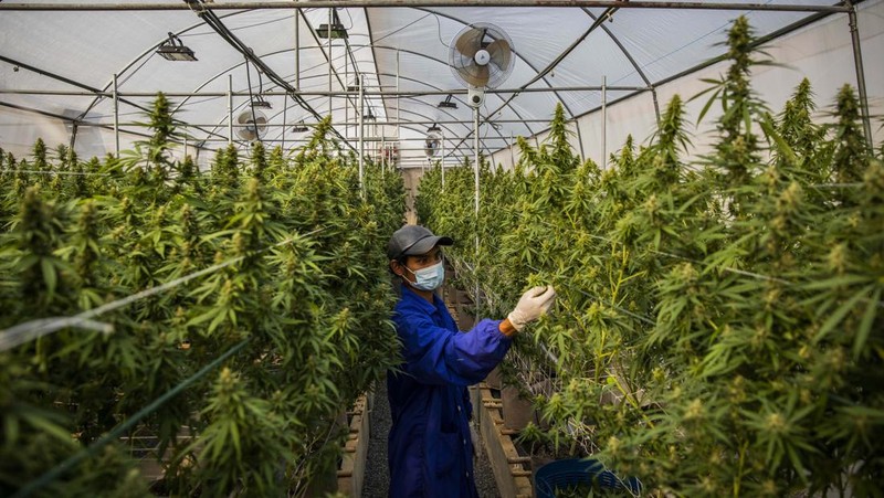 Thailand resmi menerapkan undang-undang yang melegalkan penggunaan ganja untuk keperluan medis dan kosmetik mulai hari ini, Kamis (9/6/2922). (Getty Images/Lauren DeCicca)