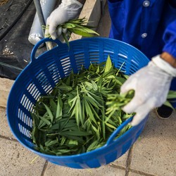 Legalkan Ganja, Thailand Tetap Tidak Anjurkan Merokok