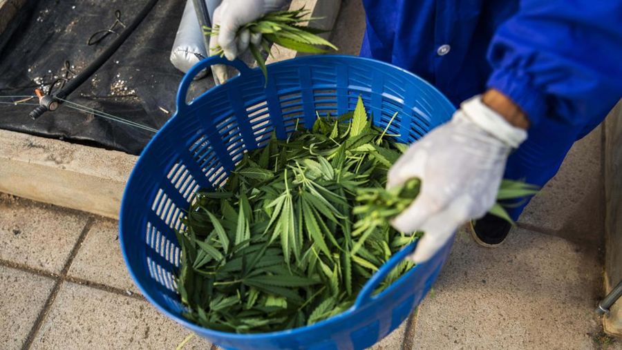 Thailand resmi menerapkan undang-undang yang melegalkan penggunaan ganja untuk keperluan medis dan kosmetik mulai hari ini, Kamis (9/6/2922). (Getty Images/Lauren DeCicca)