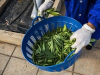 Legalkan Ganja, Thailand Tetap Tidak Anjurkan Merokok