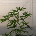 Geger Kebun Ganja Thailand Kebakaran, Warga Kampung Ngefly Ramai-Ramai