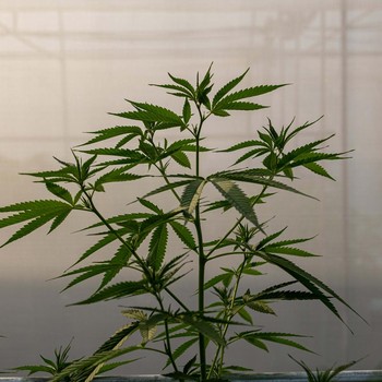 Sawadikap! Ganja Resmi Legal di Thailand Hari Ini