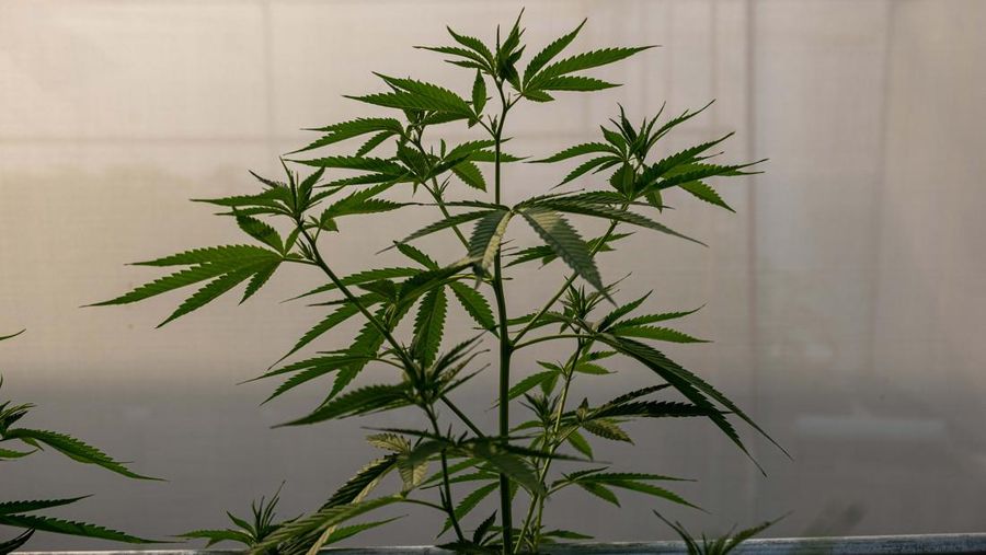 Thailand resmi menerapkan undang-undang yang melegalkan penggunaan ganja untuk keperluan medis dan kosmetik mulai hari ini, Kamis (9/6/2922). (Getty Images/Lauren DeCicca)