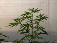 Geger Kebun Ganja Thailand Kebakaran, Warga Kampung Ngefly Ramai-Ramai