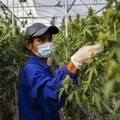 Thailand Legalkan Ganja, Ketahui Efek Ganja di Dalam Tubuh