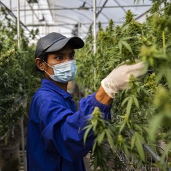 Thailand Legalkan Ganja, Ketahui Efek Ganja di Dalam Tubuh