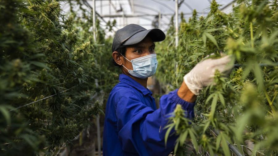 Thailand resmi menerapkan undang-undang yang melegalkan penggunaan ganja untuk keperluan medis dan kosmetik mulai hari ini, Kamis (9/6/2922). (Getty Images/Lauren DeCicca)