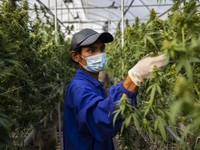 Thailand Legalkan Ganja, Ketahui Efek Ganja di Dalam Tubuh