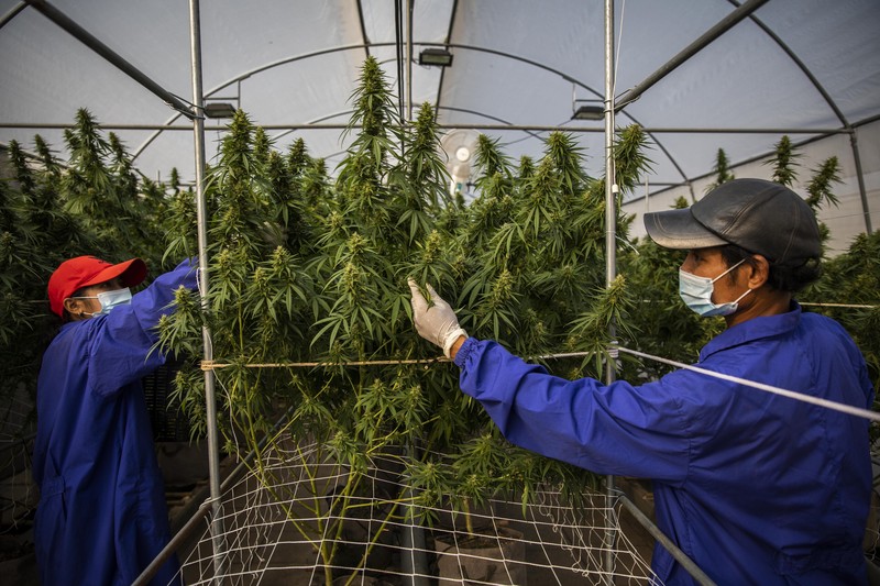 Thailand resmi menerapkan undang-undang yang melegalkan penggunaan ganja untuk keperluan medis dan kosmetik mulai hari ini, Kamis (9/6/2922). (Getty Images/Lauren DeCicca)