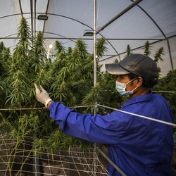Apakah Ganja Medis Bisa Bikin 'Tinggi' dan Kecanduan?