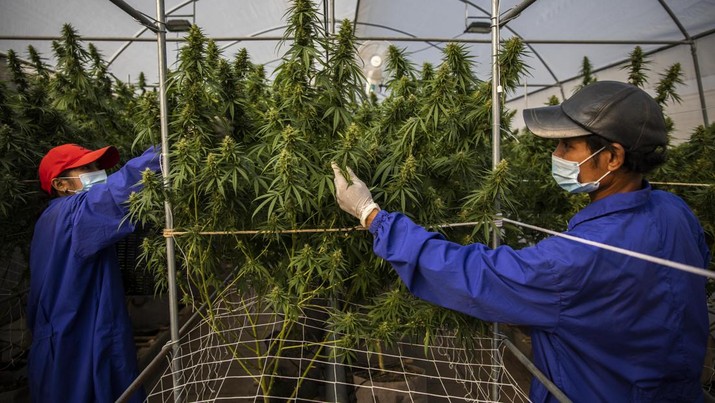 Thailand resmi menerapkan undang-undang yang melegalkan penggunaan ganja untuk keperluan medis dan kosmetik mulai hari ini, Kamis (9/6/2922). (Getty Images/Lauren DeCicca) Thailand resmi menerapkan undang-undang yang melegalkan penggunaan ganja untuk keperluan medis dan kosmetik mulai hari ini, Kamis (9/6/2922). (Getty Images/Lauren DeCicca)