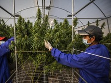 Apakah Ganja Medis Bisa Bikin 'Tinggi' dan Kecanduan?