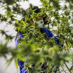 Ikatan Dokter RI Ikut Kaji Ganja Untuk Kebutuhan Medis