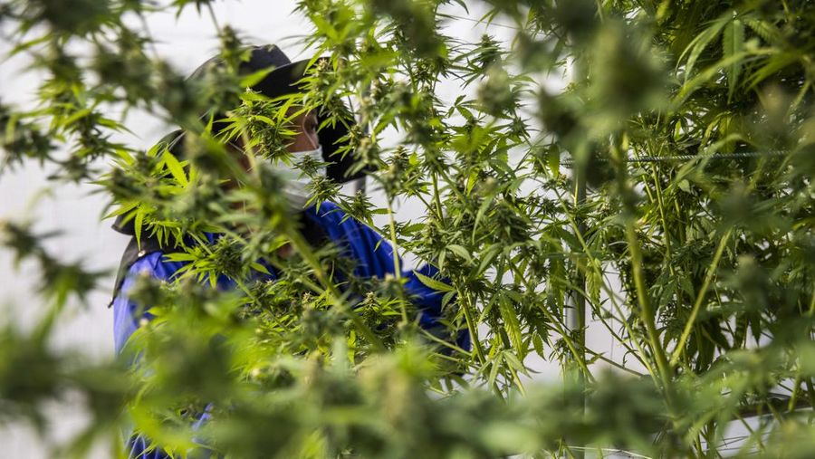 Thailand resmi menerapkan undang-undang yang melegalkan penggunaan ganja untuk keperluan medis dan kosmetik mulai hari ini, Kamis (9/6/2922). (Getty Images/Lauren DeCicca)