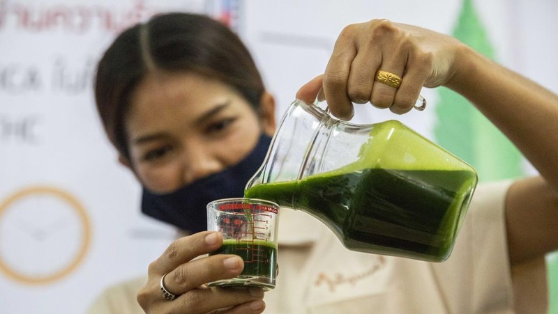 Thailand resmi menerapkan undang-undang yang melegalkan penggunaan ganja untuk keperluan medis dan kosmetik mulai hari ini, Kamis (9/6/2922). (Getty Images/Lauren DeCicca)