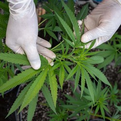 Negara Muslim Ini Resmikan Laboratorium Ganja Pertama