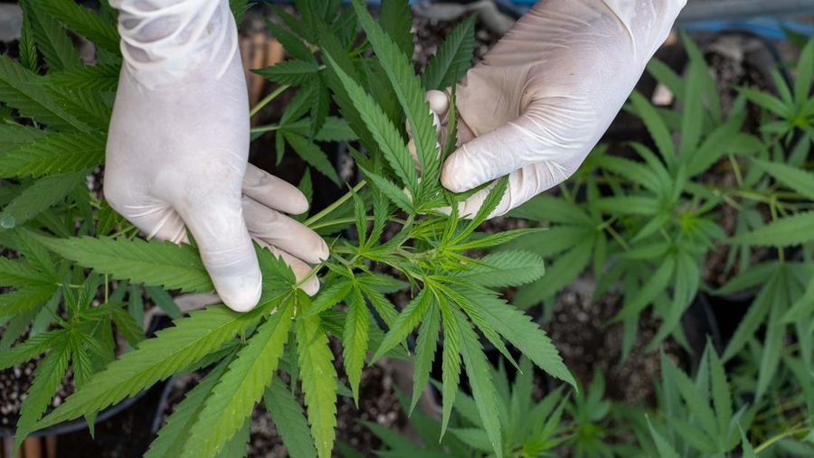 Thailand resmi menerapkan undang-undang yang melegalkan penggunaan ganja untuk keperluan medis dan kosmetik mulai hari ini, Kamis (9/6/2922). (Getty Images/Lauren DeCicca)