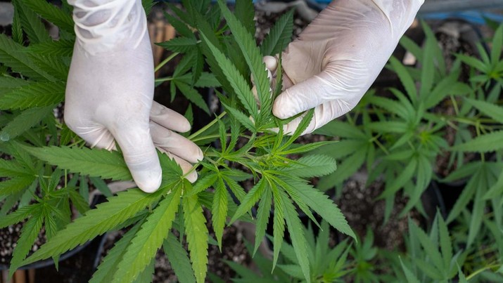 Thailand resmi menerapkan undang-undang yang melegalkan penggunaan ganja untuk keperluan medis dan kosmetik mulai hari ini, Kamis (9/6/2922). (Getty Images/Lauren DeCicca) Thailand resmi menerapkan undang-undang yang melegalkan penggunaan ganja untuk keperluan medis dan kosmetik mulai hari ini, Kamis (9/6/2922). (Getty Images/Lauren DeCicca)
