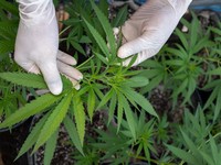 Negara Muslim Ini Resmikan Laboratorium Ganja Pertama